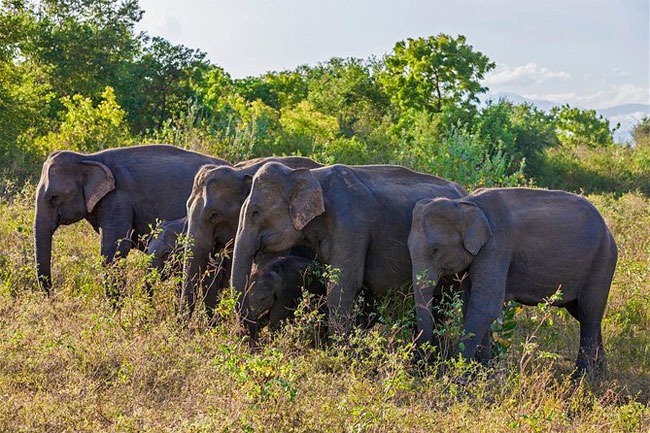 Gazette issued establishing Hambantota Managed Elephant Reserve