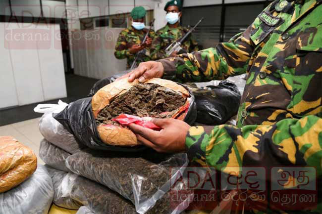 STF recovers 129 kg of Kerala Cannabis from Kolonnawa