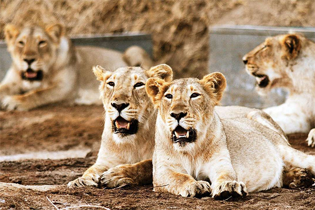 Chennai Zoo lions infected with Delta variant of COVID-19