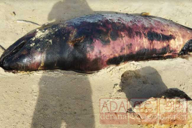 Dead whale with burn injuries washes ashore in Mannar