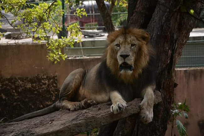COVID-infected lion at Dehiwala Zoo recovers