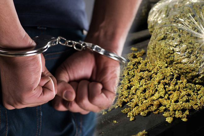 Man arrested in Pooneryn with over 180 kg of Kerala cannabis