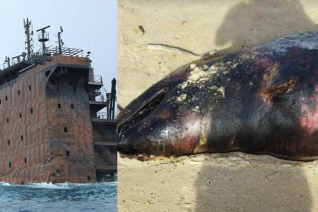 Court informed of marine animals killed in X-Press Pearl disaster