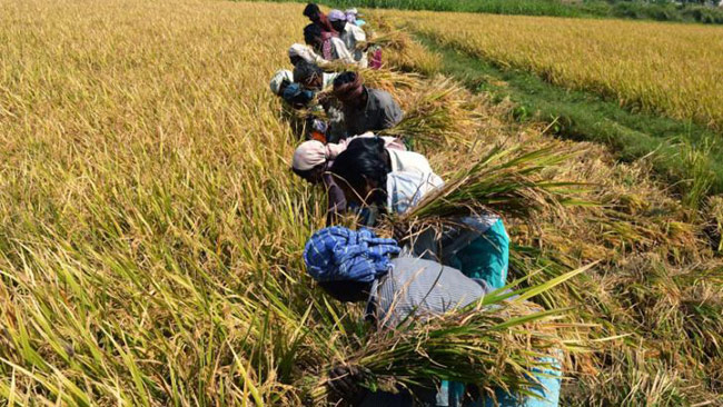 Paddy Marketing Board to purchase harvest of Yala season