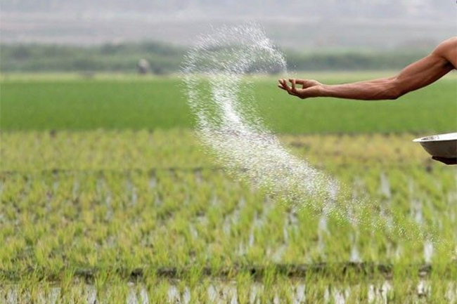 Govt. dismisses misleading reports on allowing chemical fertilizer imports