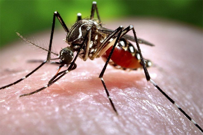 Indias Kerala state on alert after detection of Zika virus