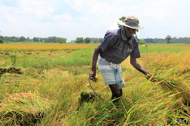 Paddy farmers producing & using organic fertilizer to receive incentives