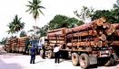 STC Manager suspended for timber smuggling