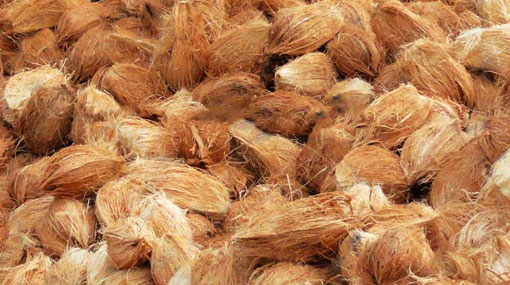 Coconuts to be sold at subsidized prices from today