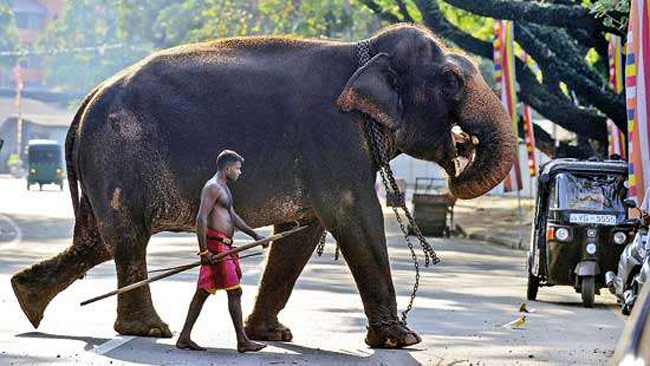 Sri Lanka bans drunk driving of elephants, revamps animal protection law