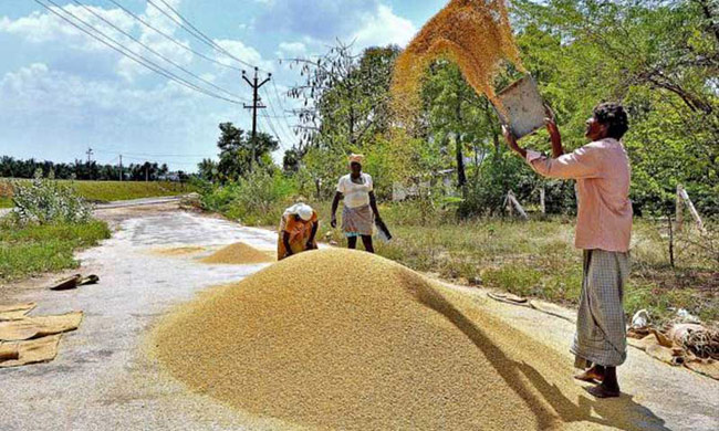 Govt to buy Nadu paddy from farmers at Rs 55 per kilo