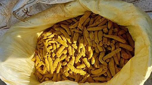 Over 1,334kg of smuggled dried turmeric seized by navy