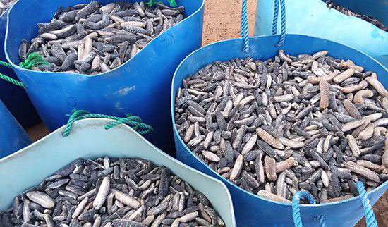 Two nabbed for transporting over 1,196kg of dried sea cucumber