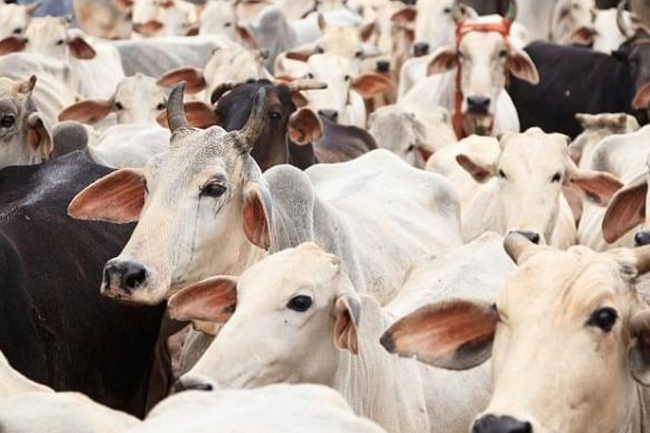 Govt. to amend existing laws to ban cattle slaughter in Sri Lanka