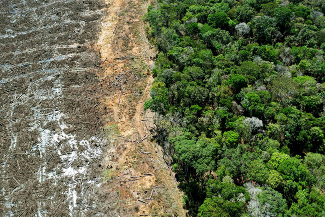 COP26: World leaders promise to end deforestation by 2030
