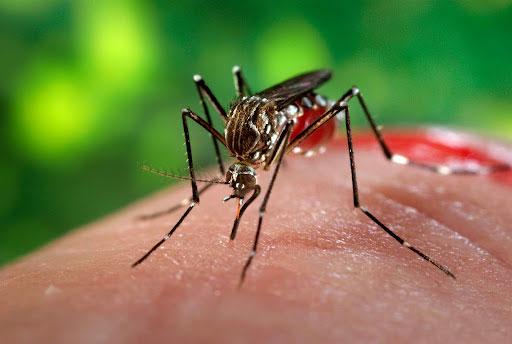 Doctors sound alarm as dengue cases rise in Sri Lanka
