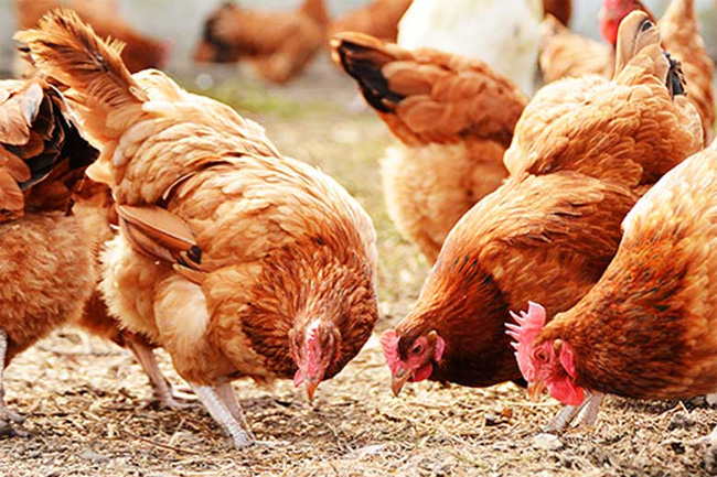 At least 8,200 chickens dead in poultry farm fire