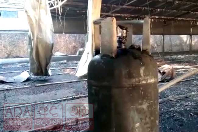 Nearly 3,000 chickens killed in poultry farm fire caused by gas leak