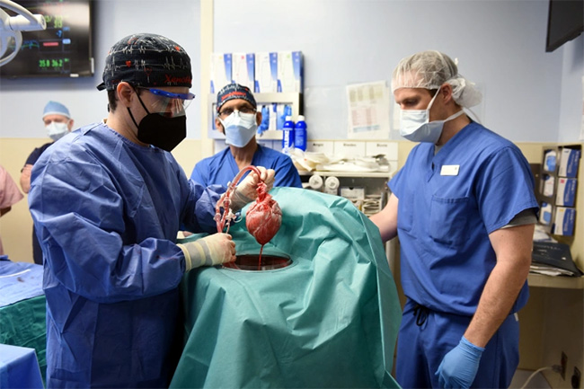 In worlds first, US man gets heart transplant from genetically-modified pig