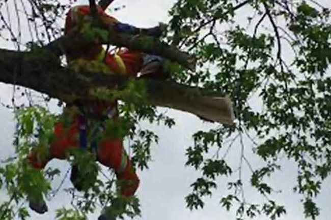 Russian national injured after parachute caught in tree