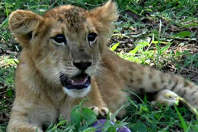 ‘Dora’, the lion cub up for public viewing at Ridiyagama Safari Park
