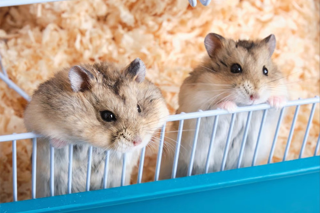 Hong Kong to cull 2,000 hamsters after COVID-19 outbreak