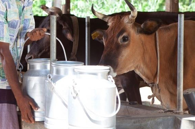MILCO to increase payment made to dairy farmers