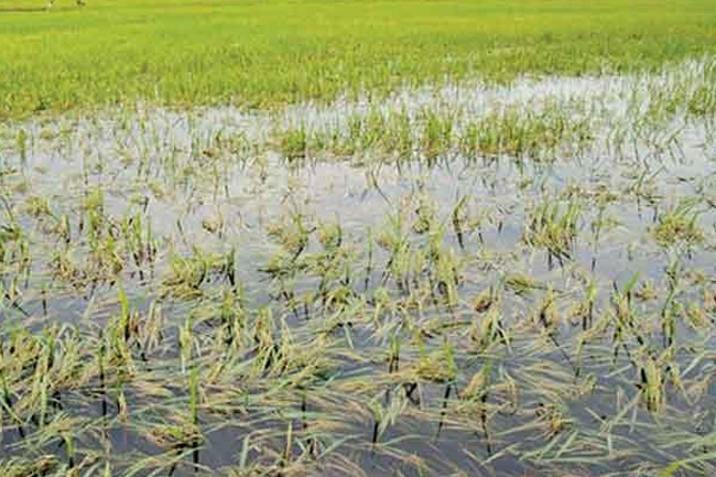 Govt. to allocate Rs. 40 billion for crop damage compensation