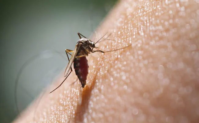 Dengue cases cross 7,000 mark in January