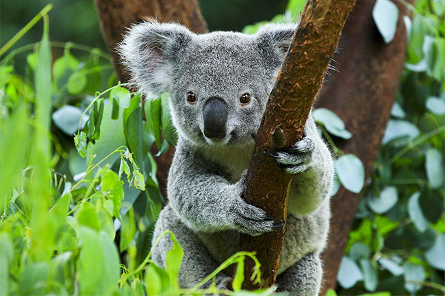 Australia lists koala as an endangered species