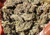 Two nabbed with Kerala cannabis worth nearly Rs. 100 million