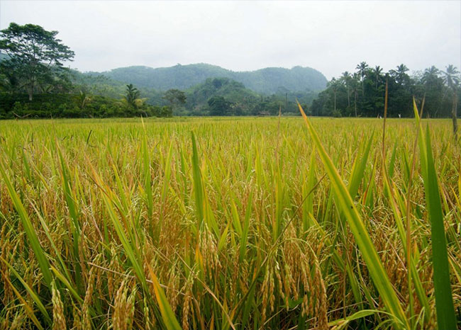 Uncultivated paddy lands to be acquired by govt for 5 years