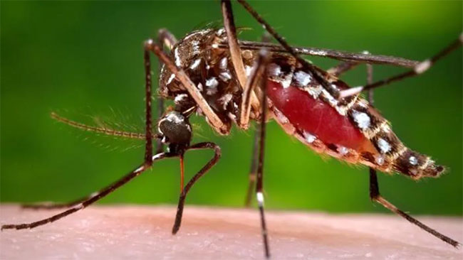 Special dengue eradication programme as cases rise