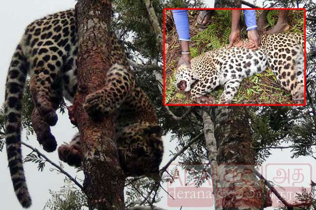 Special team to probe killing of leopard in Hatton