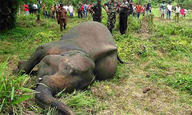 Human-elephant conflict kills over 1,100 wild elephants in 3 years