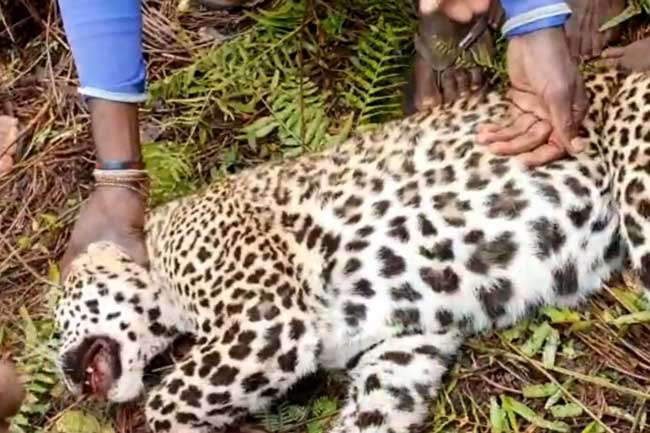 A black leopard classified as rare in Sri Lanka. We missed you dear friend.  :-  - Picture of Hatton, Central Province - Tripadvisor