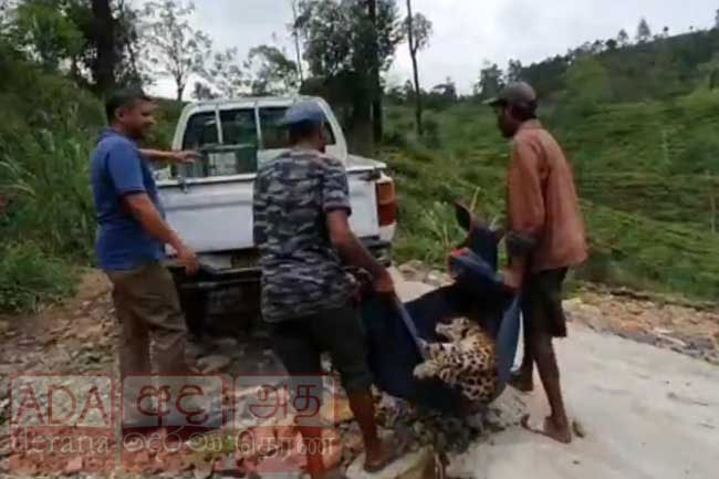 Another leopard dies after caught in trap