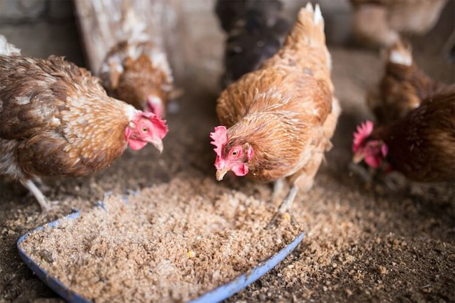 25,000 MT of suitable grains to be imported to prepare animal feed