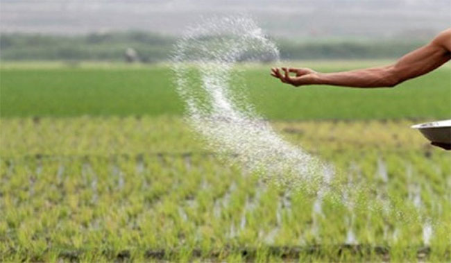 Rs. 16 billion in organic fertilizer subsidies allocated for paddy farmers