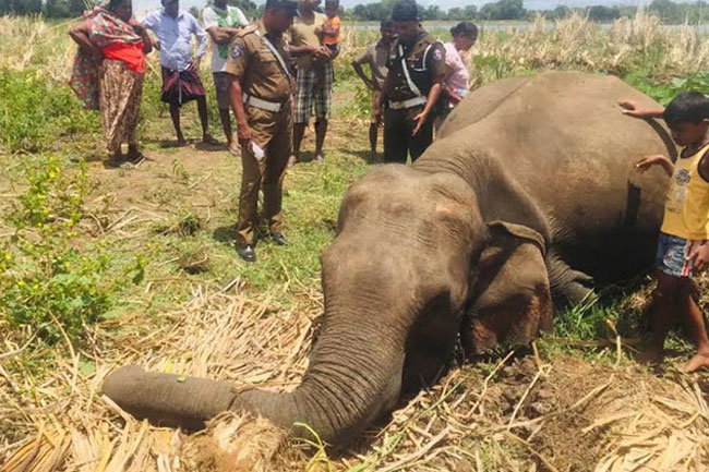 Death of 7 elephants: AG given more time to submit report