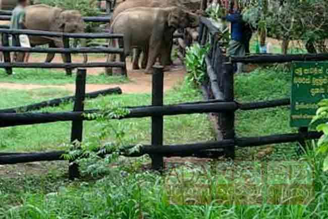 Wildlife officer killed in wild elephant attack