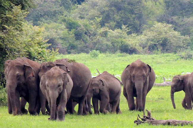 Countrywide elephant census to be conducted next year 