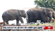 Elephants foraging for food at garbage dumping site managed by Polonnaruwa MC 