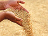 Govt to resume registration of paddy mill owners