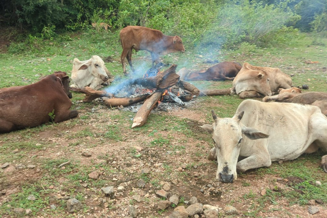 Recent livestock deaths in Northern, Eastern provinces due to inclement weather - report