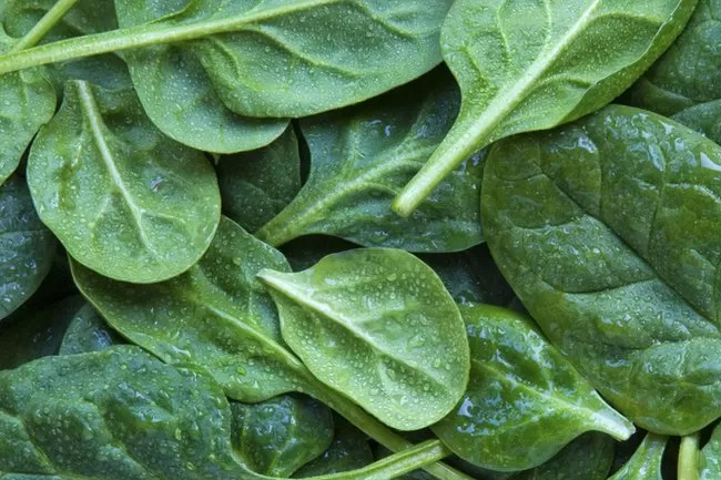 Toxic spinach causes hallucinations and delirium in Australia