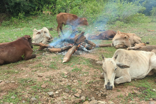 Livestock deaths: Meat transportation permitted from all areas except NP