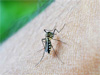 Special two-day dengue prevention program announced
