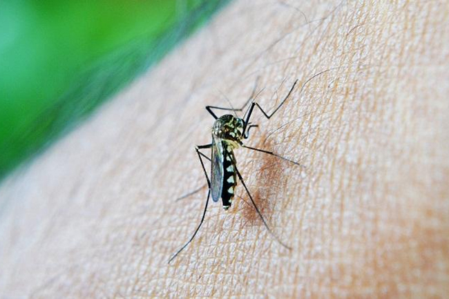 Special two-day dengue prevention program announced