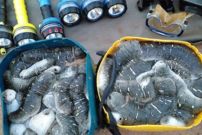 Nine apprehended by Navy for illegal sea cucumber harvesting